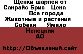 Щенки шарпея от Санрайс Брис › Цена ­ 30 000 - Все города Животные и растения » Собаки   . Ямало-Ненецкий АО